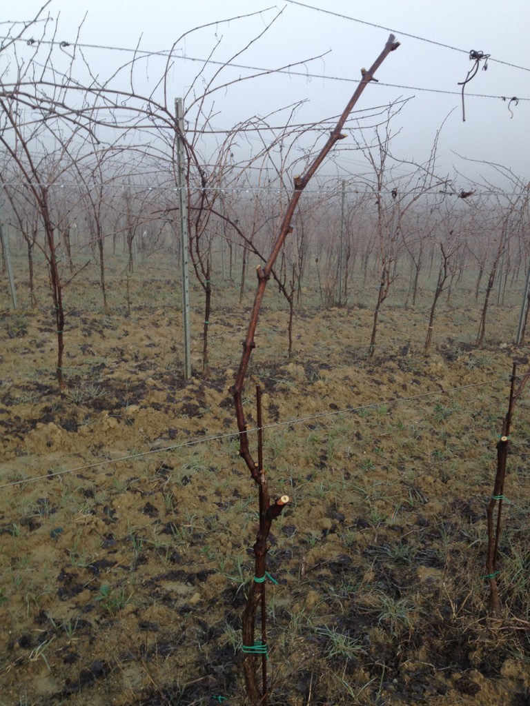 GUYOT STYLE PRUNING FOR THE GRECHETTO
